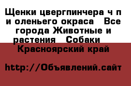 Щенки цвергпинчера ч/п и оленьего окраса - Все города Животные и растения » Собаки   . Красноярский край